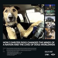 <strong>“Driving Dogs”</strong><br /><strong>SPCA/Mini New Zealand - Draftfcb New Zealand Auckland</strong> <br />3 stray dogs taught to drive in an adapted Mini Countryman. Online videos, located on a Facebook App, followed their progress. Every available SPCA dog in NZ was adopted, and adoption interest rose 590%.
